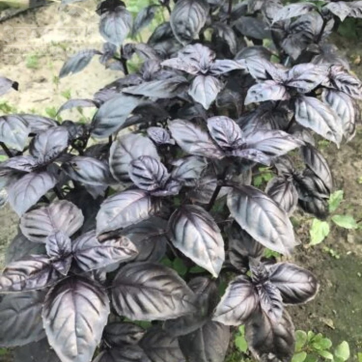 Виолет Кинг / Violet King фото 1