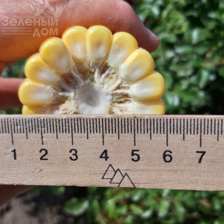 Сансвіт F1 / Sansweet F1, 75-78 днів фото 4