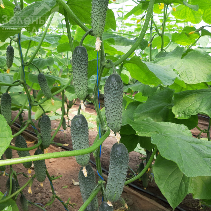 Коломбо F1 (ГБ 08) / Colombo F1 (GВ 08), 35-45 днів фото 5