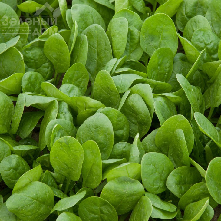 Вудпекер F1 / Woodpecker F1 фото 2