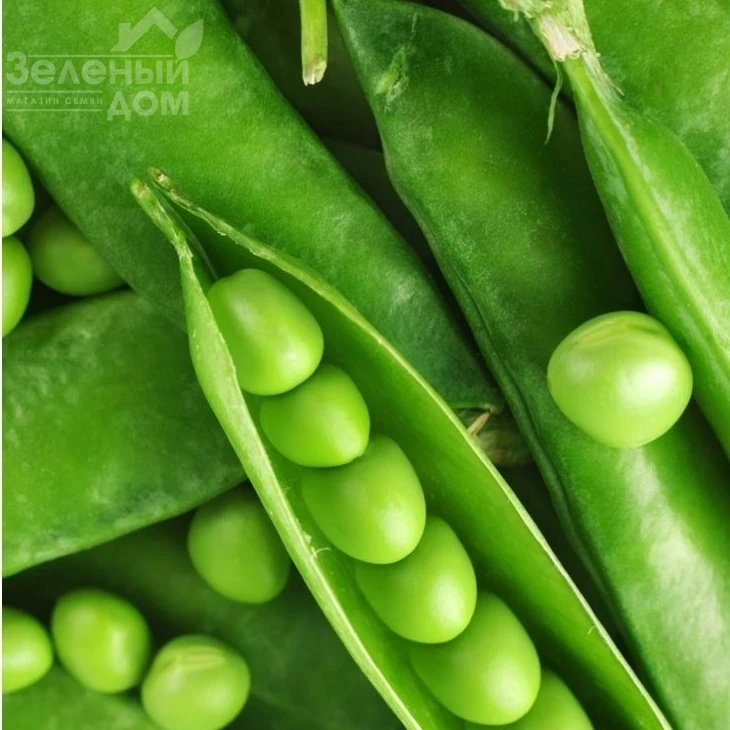 Бинго / Bingo,80-85 дней фото 1