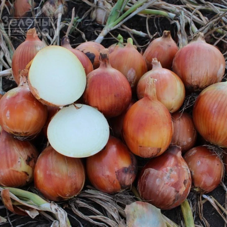 Каоба F1 / Caoba F1,110-115 дней фото 2