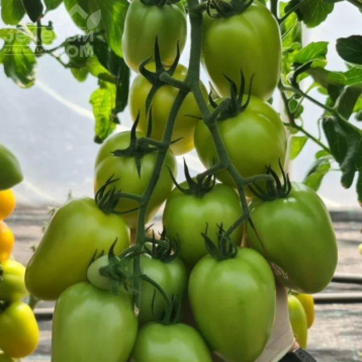 КС 221 F1 / KS 221 F1 фото 1