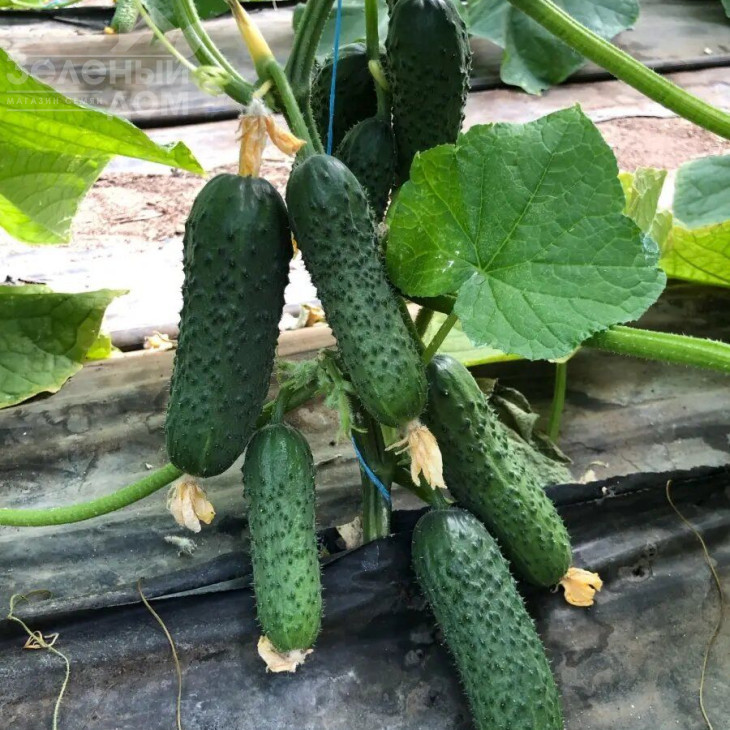 Аскольд F1 / Askold F1 фото 2