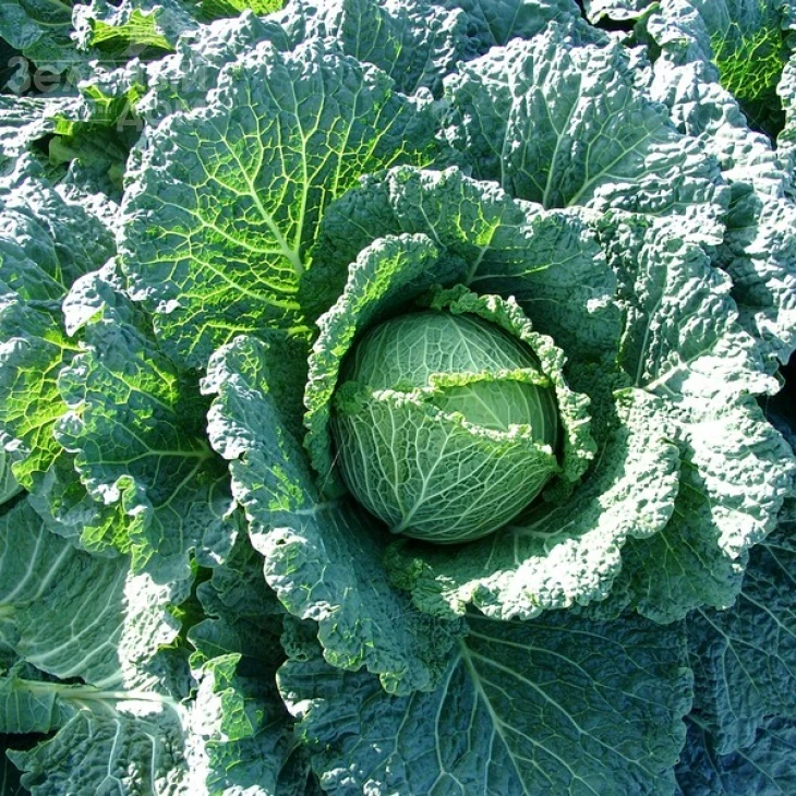 Мадлена F1 / Madlena F1,85-105 дней фото 1