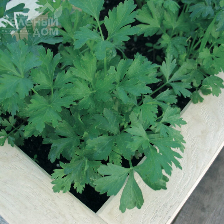 Гіганте де Італія / Gigante de Italia фото 1