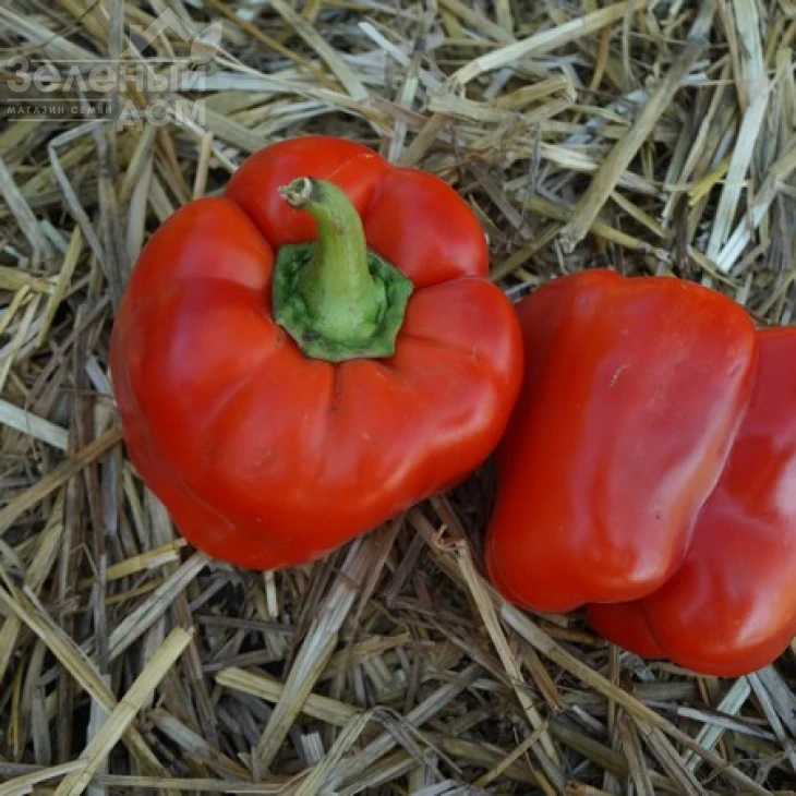 Марек F1 / Marek F1,70 дней фото 1