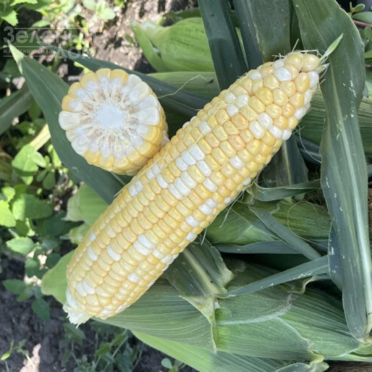 Казино F1 / Casino F1, 63 дня фото 1