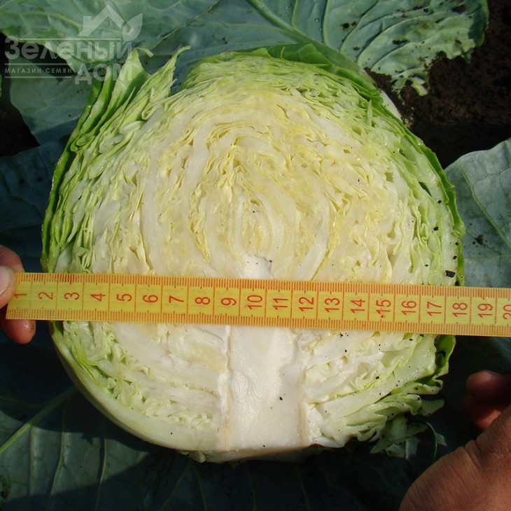 Оракл F1 / Oracle F1,55 днів фото 4