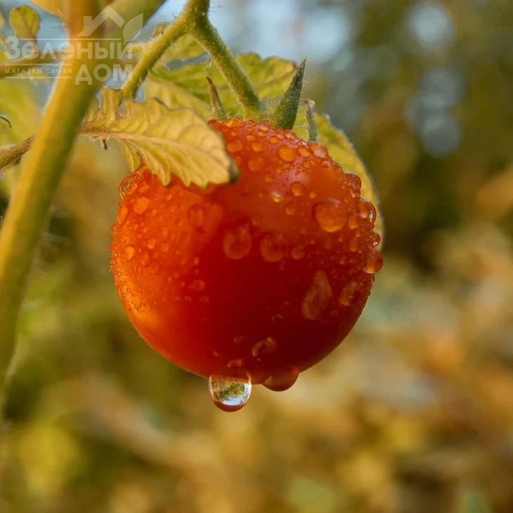 Ягодо F1 / Yagodo F1,60-70 дней фото 1