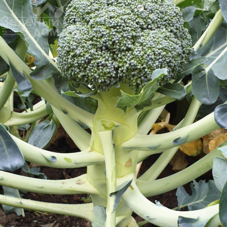 Стірлінг F1 / Styrlynh F1,78-80 днів фото 7