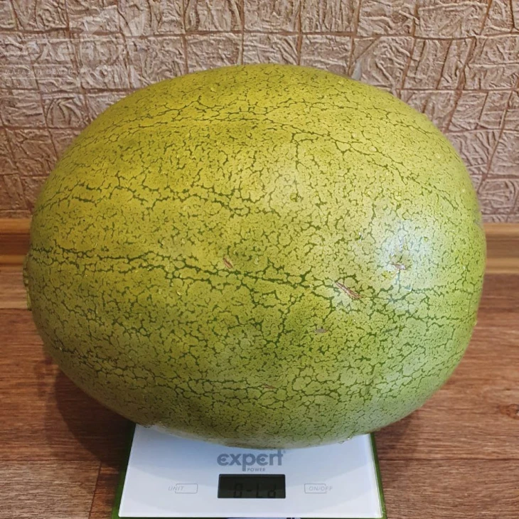 Эль Вафи F1 / El Wafi F1, 65-70 дней фото 1