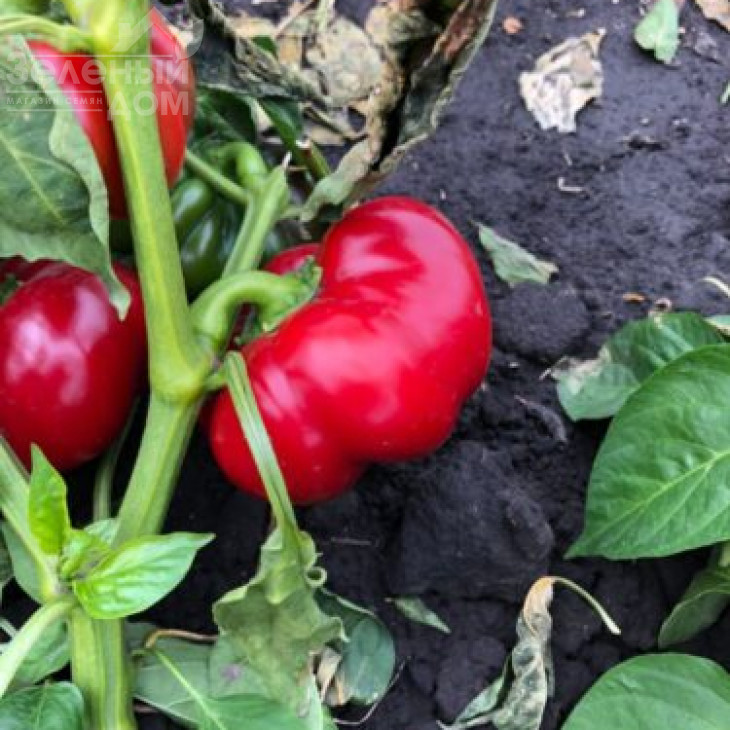 Вілд F1 / Wild F1, 70 днів фото 2