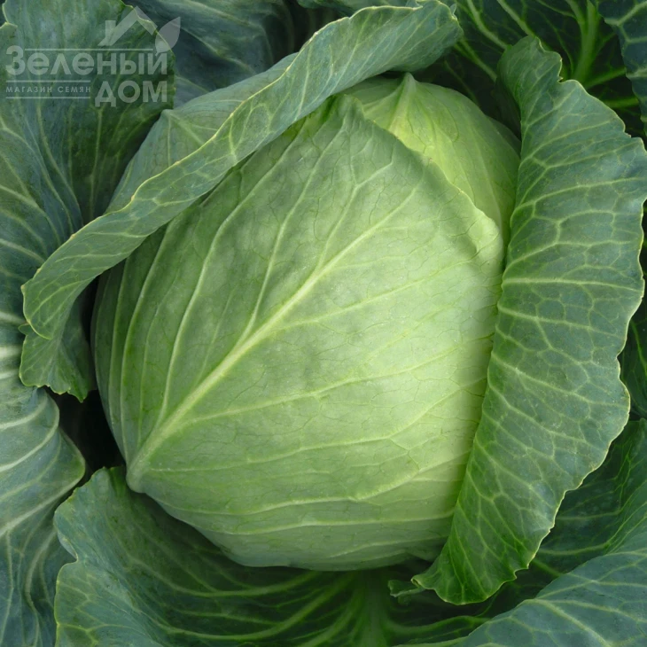 Бронко F1 / Bronco F1,80 дней фото 1