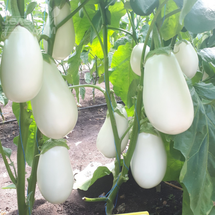 Албана (ЦРХ 50187) F1 / Albana (CRX 50187) F1 фото 1