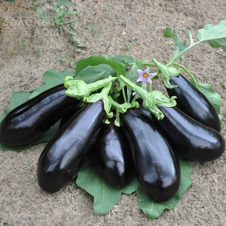 Вернал F1 / Vernal F1,90-100 дней фото 1