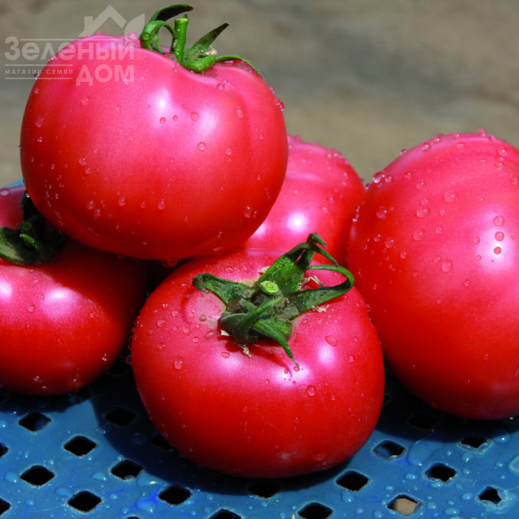 Грифон F1 / Gryphon F1,50-55 днів фото 3