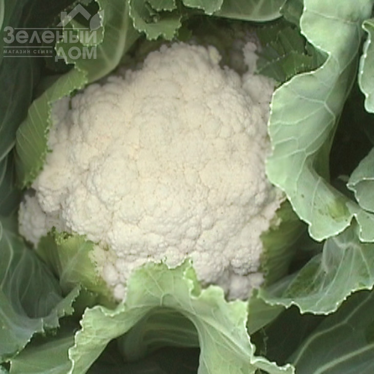 Бета / Beta,58-63 дні фото 1