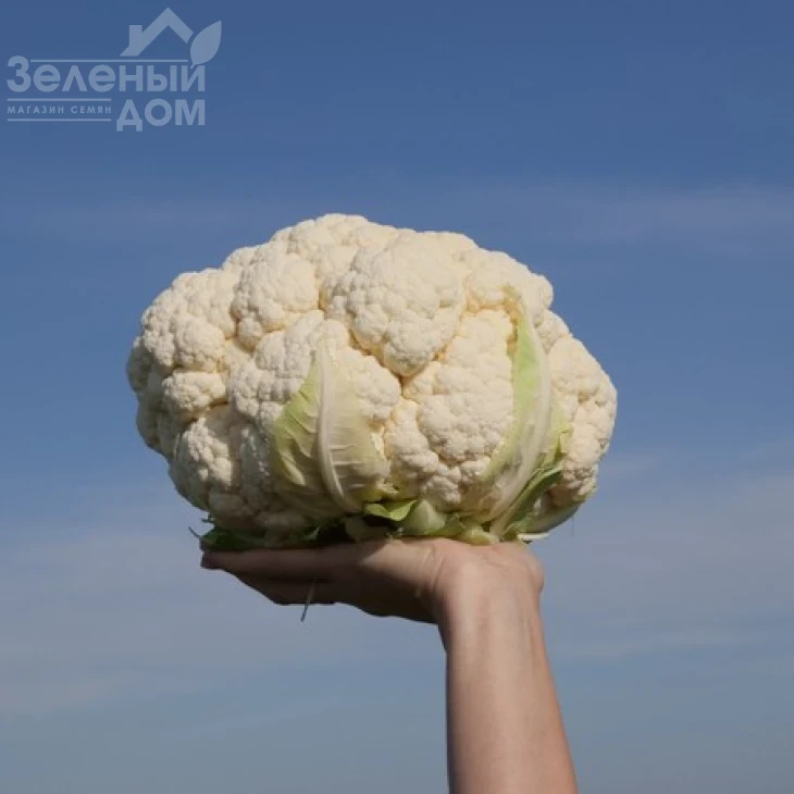 Ардент F1 / Ardent F1,80-85 дней фото 3