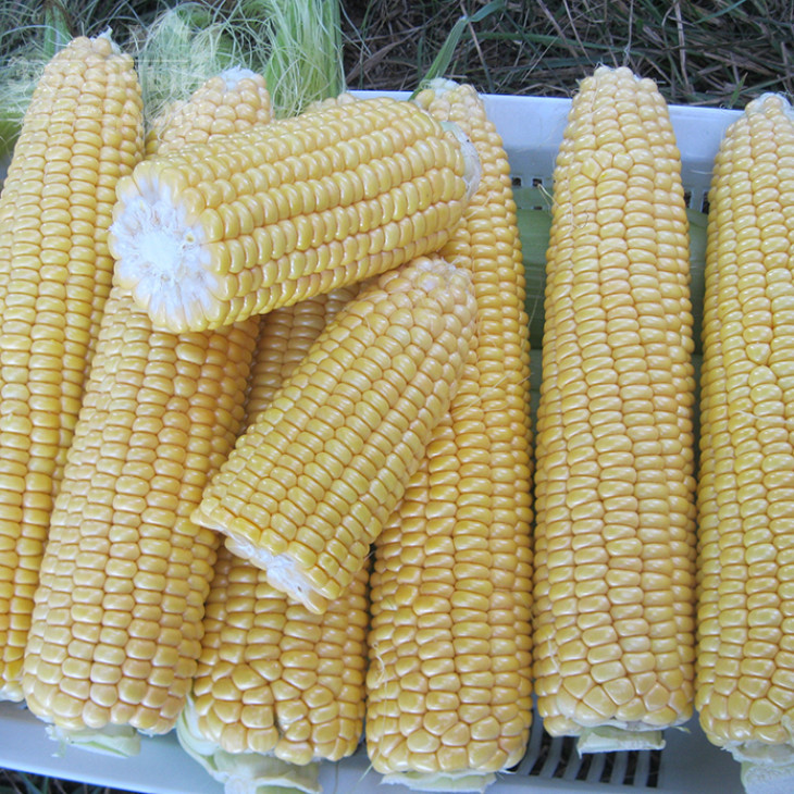 1010 F1 / 1010 F1,72 дні фото 1