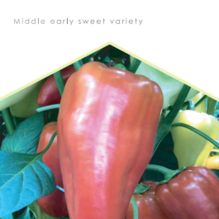 Пелайо / Pelayo фото 1