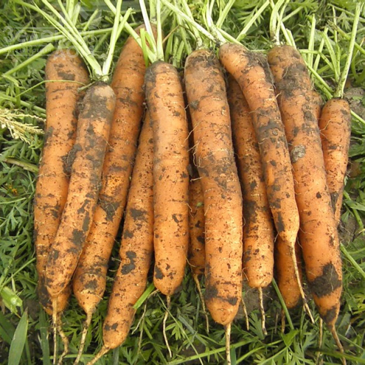 Джерада F1 / Jerada F1,100-110 днів фото 1