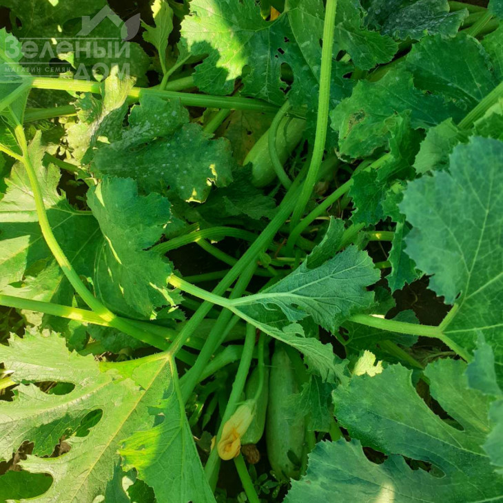 Рішар (INX 1423) F1 / Rishar (INX 1423) F1,35-37 днів фото 3