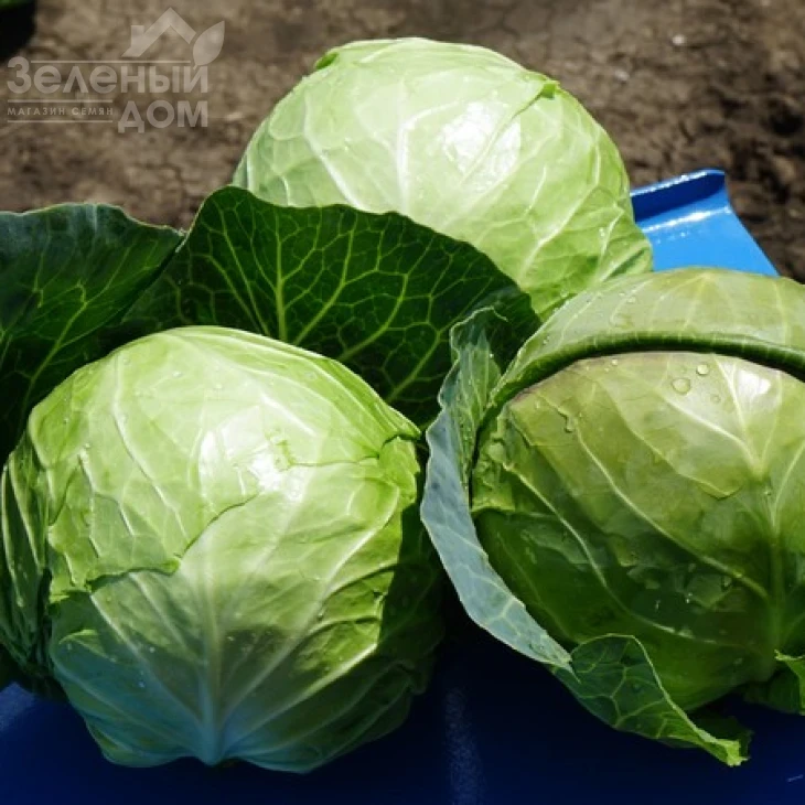 Констебль F1 / Constebl F1,52-55 дней фото 2