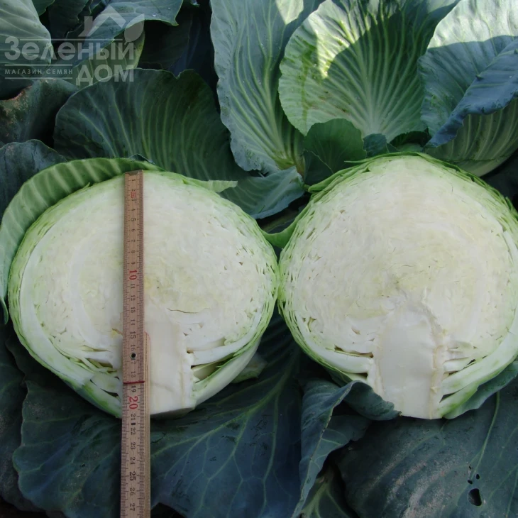 Таргет F1 / Target F1,125-130 дней фото 2