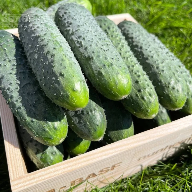 Стентор F1 / Stentor F1 фото 1