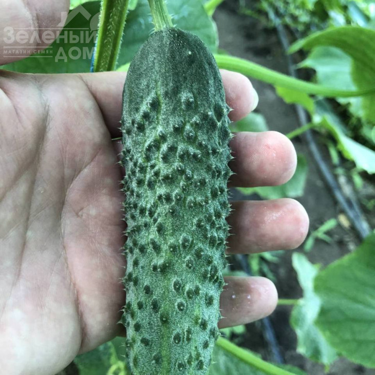 Георг F1 / Georg F1 фото 5