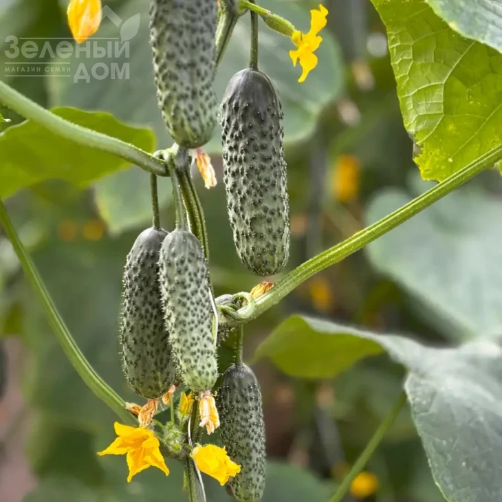 Моджо F1 / Modzho F1 фото 1