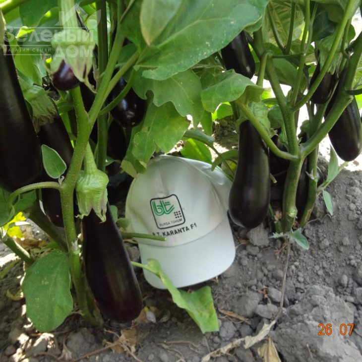 Каранта F1 / Karanta F1,60-65 днів фото 3