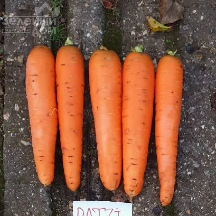 Патзи F1 / Patzi F1,110-120 дней фото 1