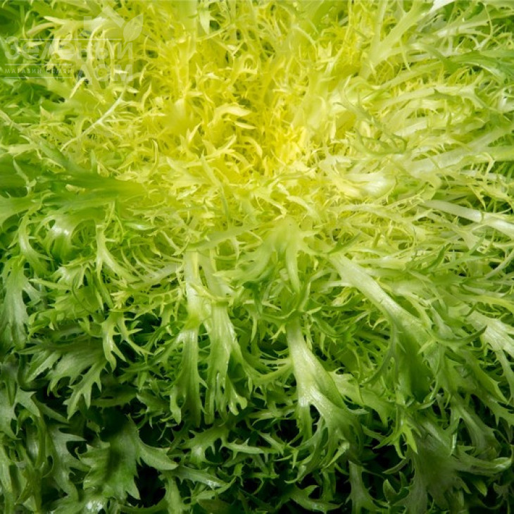 Калафайн / Calafine,60-70 днів фото 2