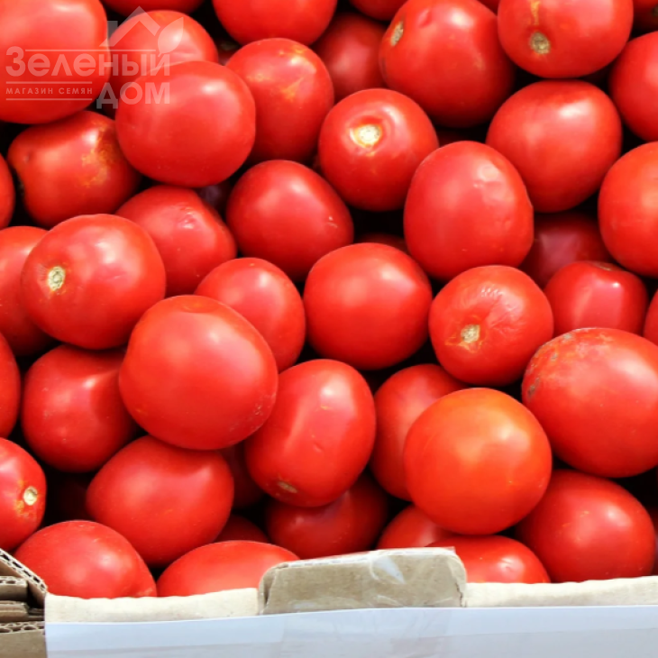 Альбаросса F1 / Albarossa F1 фото 1