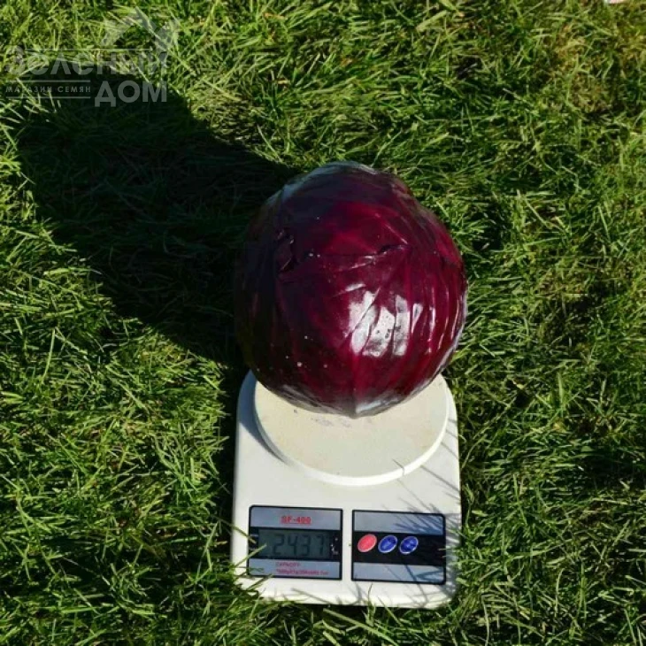 Редгард F1 / Redgard F1,130-135 дней фото 2