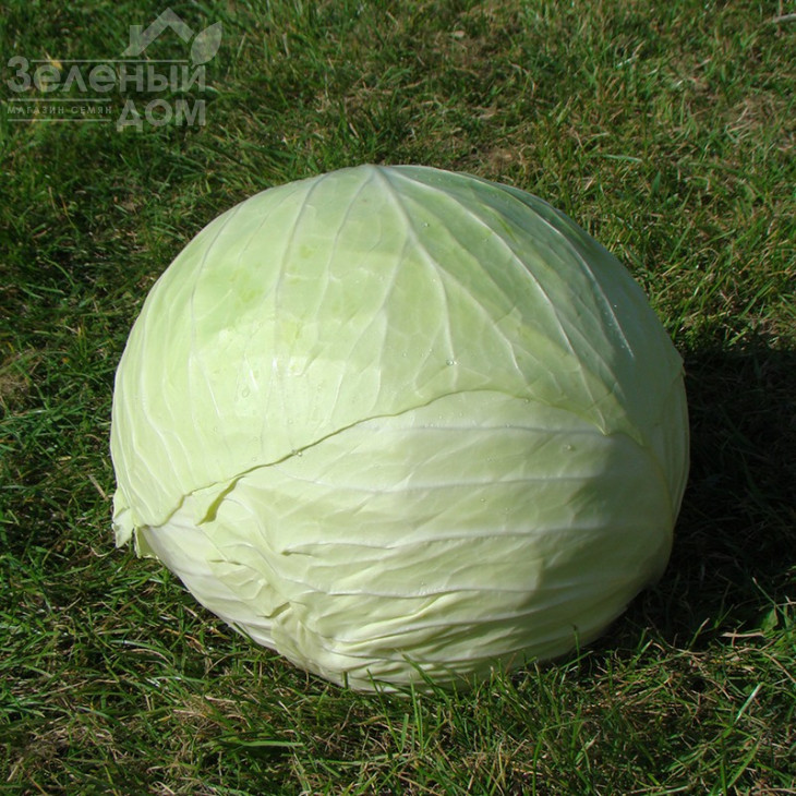 Капорал F1 / Kaporal F1,85-100 днів фото 2