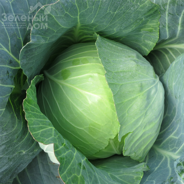 Вестрі F1 / Vestri F1 фото 1