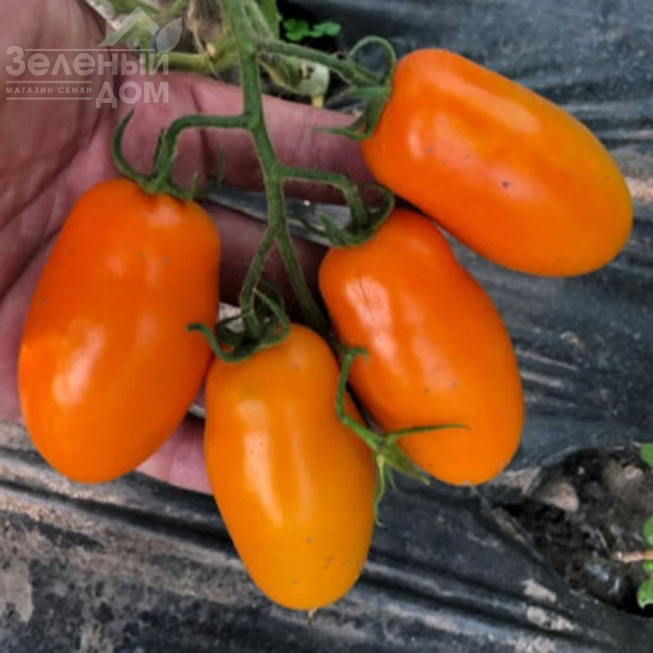 Ремембе F1 / Remembe F1,100 дней  фото 3