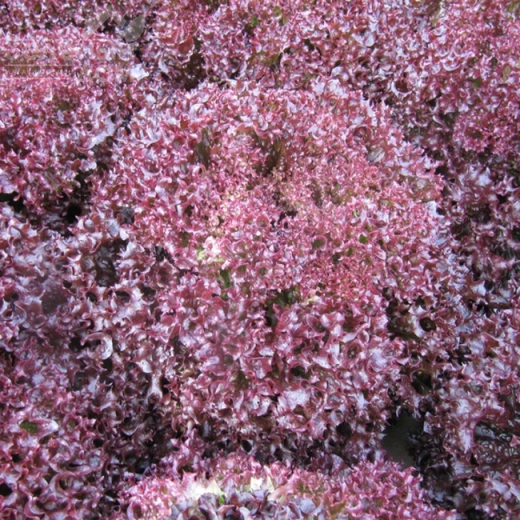 Лея / Lea фото 2