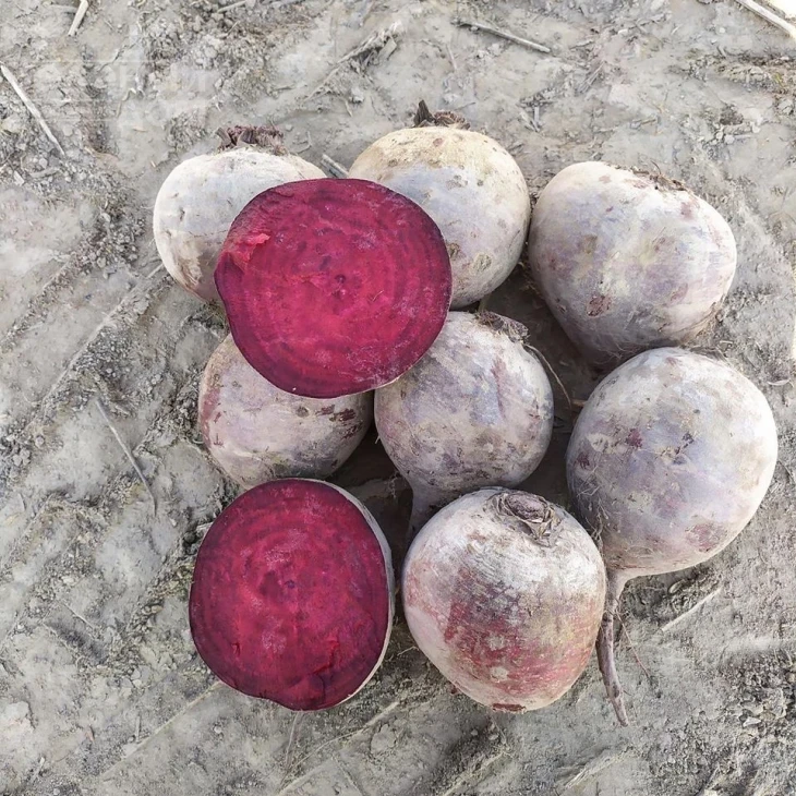 Марун F1 / Marun F1,55-60 дней фото 2