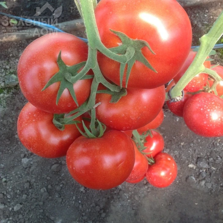 Зульфия F1 / Zulfia F1,105-115 дней фото 2