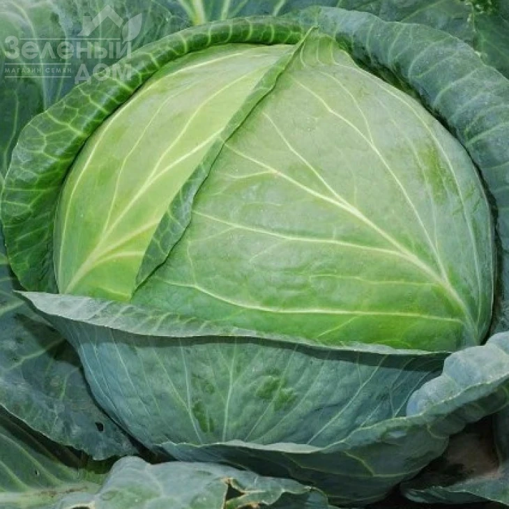 Фора F1 / Fora F1,60-62 дня фото 1