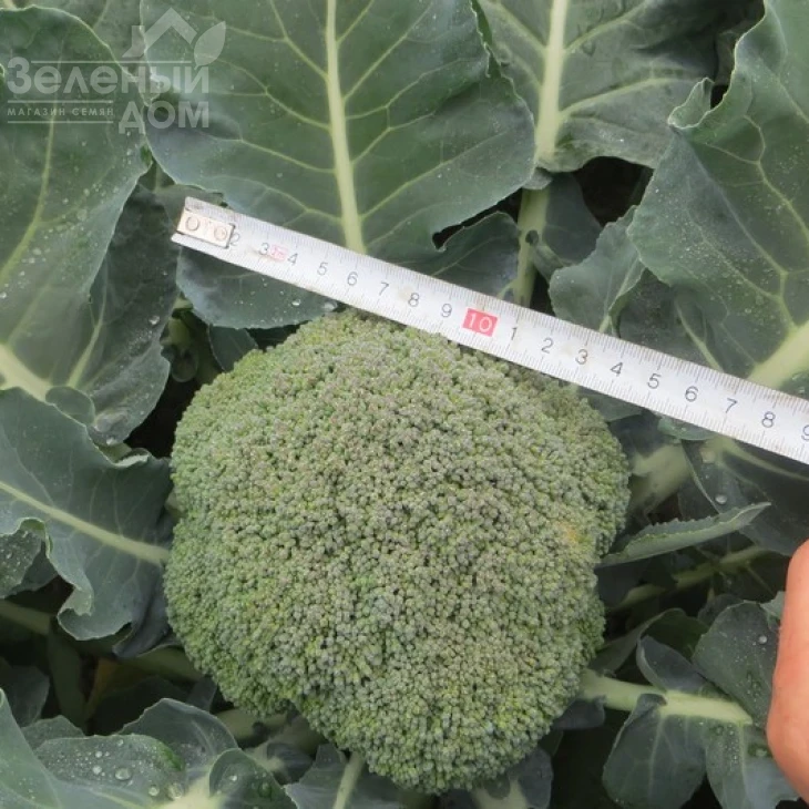 Корос F1 / Koros F1,55-65 дней фото 2