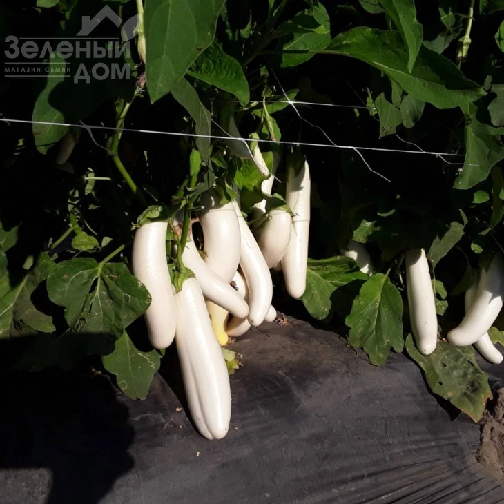 Вайтмен F1 (INX 1644) / Whiteman F1 (INX1644) фото 1