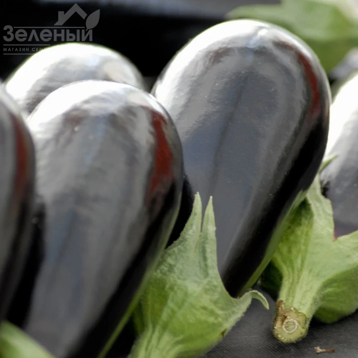 Блэк Перл F1 / Black Pearl F1,85-95 дней фото 2