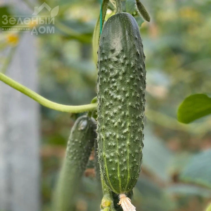 Баде F1 / Bade F1 фото 1