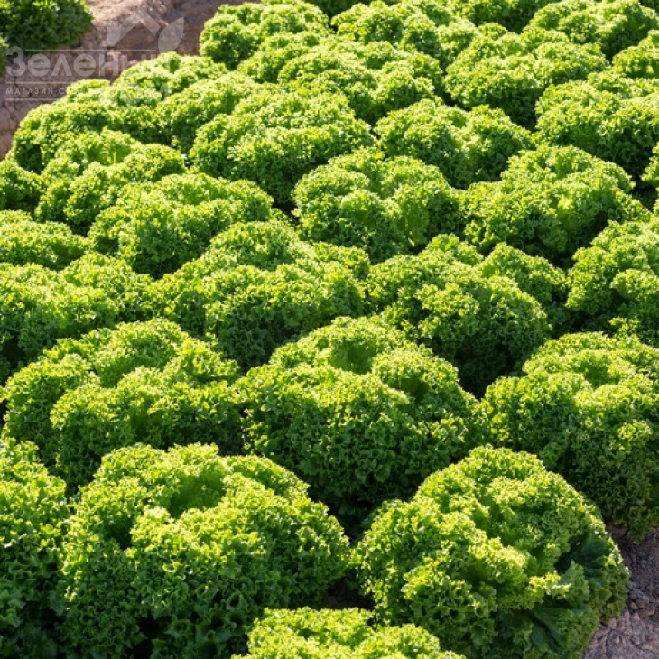 Лиадин / Liadine фото 1