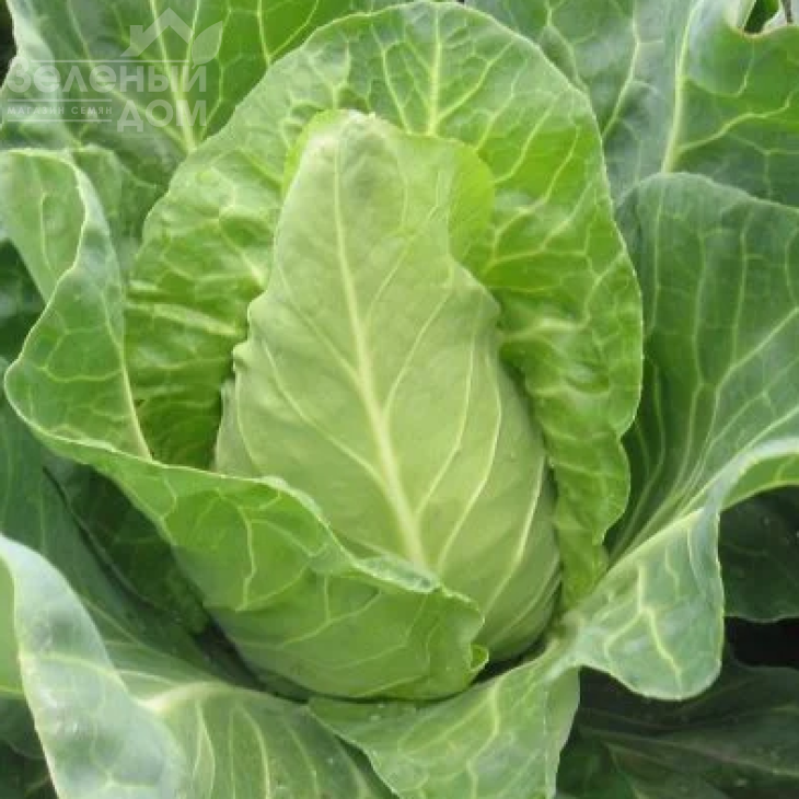 Редженсі F1 / Redjensi F1 фото 1